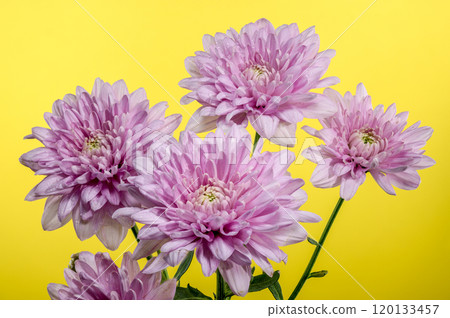 Pink Chrysanthemum multiflora on a yellow background Pink Chrysanthemum multiflora on a yellow background 120133457