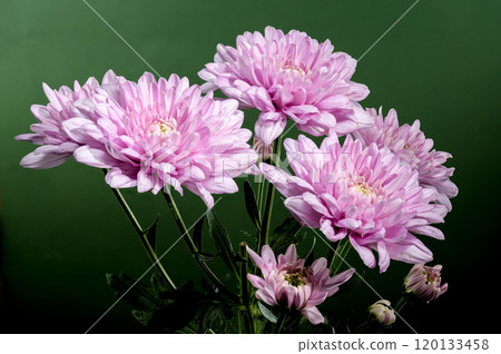Pink Chrysanthemum multiflora on a green background 120133458