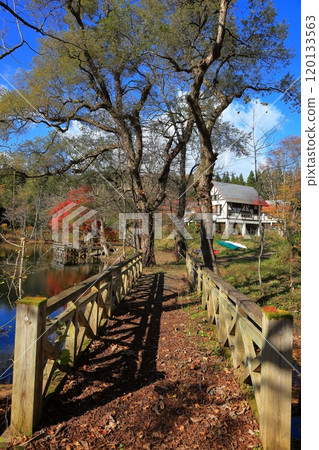Mysterious autumn scenery at Tsurumaki Pond 120133563