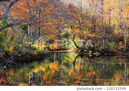 鶴卷池神秘的紅葉景色 鶴卷池神秘的紅葉景色 120133584