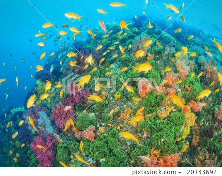 水肺潛水的魅力，伊豆如畫的水下風景 120133692