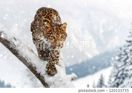 A leopard gracefully navigates a snowy branch in the mountains during a winter snowfall 120133735