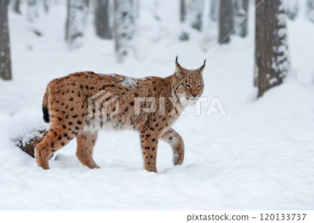 A lynx walking through fresh snow in a forest setting during winter, showcasing its distinctive fur and attentive posture 120133737