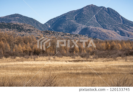 Late autumn in Oku-Nikko, Odashiro-ga-hara, with autumn leaves, golden larch forest and white birch trees 120133745