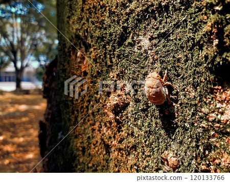 Cicadian shell Cicadian shell 120133766