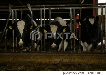 Holstein cows eating in a stanchion 120134043