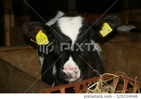 Newborn baby calf 1 Newborn baby calf 1 120134046