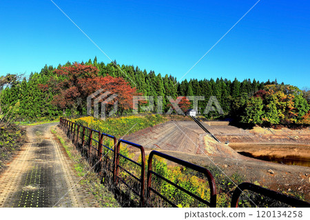 Tamagawa Reservoir: Autumn leaves and draining the pond Tamagawa Reservoir: Autumn leaves and draining the pond 120134258