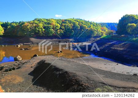 Tamagawa Reservoir: Autumn leaves and draining the pond 120134262