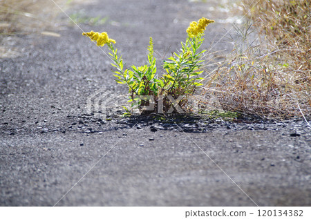 明亮的黃色花朵在瀝青鋪成的農道中央綻放，驅散了被除草劑殺死的雜草殘骸。 120134382