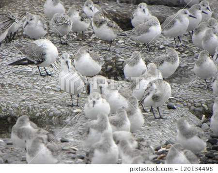 Sandpipers gather on the shores of Kemigawahama 120134498