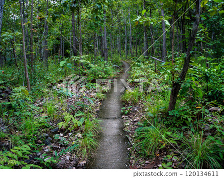 Narrow concrete path up a hill in the rainforest on a rainy day. 120134611