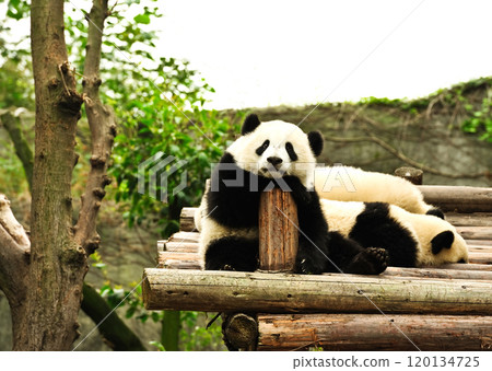 Panda bears in captivity in a zoo 120134725