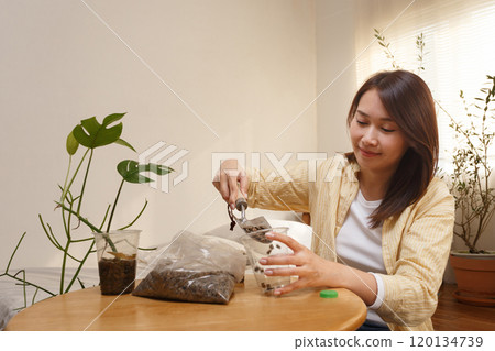 asian young woman recycle and upcycling a plastic coffee cup for indoor gardening in a living room. Sustainable living and DIY at home concept 120134739