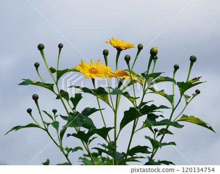Asteraceae on a sky background 120134754
