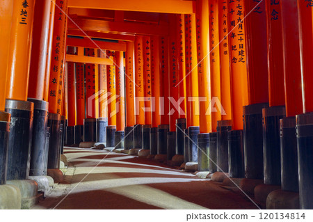 Fushimi Inari Taisha Shrine at night: Thousand Torii gates Fushimi Inari Taisha Shrine at night: Thousand Torii gates 120134814