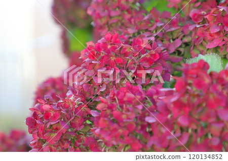 秋色繡球花(Akiiro Hydrangea) 秋色繡球花(Akiiro Hydrangea) 120134852