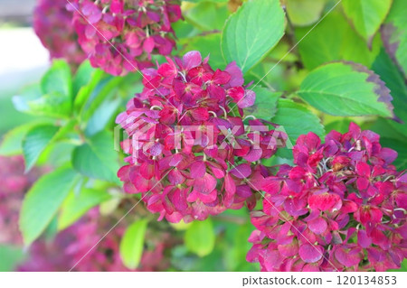 秋色繡球花（Akiiro Hydrangea） 120134853