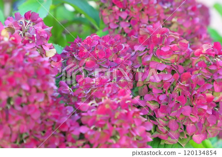 秋色繡球花（Akiiro Hydrangea） 120134854