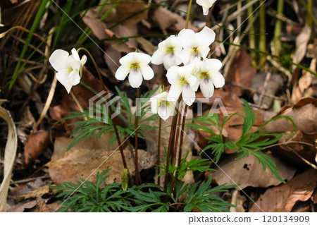 The beautiful Higosumire, a plant found in the mountains and fields of Kobe in spring, has many white flowers that bloom among its finely cut leaves. 120134909