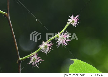 六甲山的樹枝上盛開著許多球形的美麗雌花。 六甲山的樹枝上盛開著許多球形的美麗雌花。 120135323
