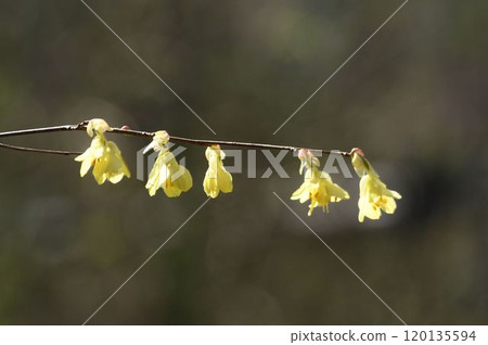 近畿地區日本海一側可見的日向山茱萸，枝條上開著一排排黃色的花朵，外觀美麗。 120135594
