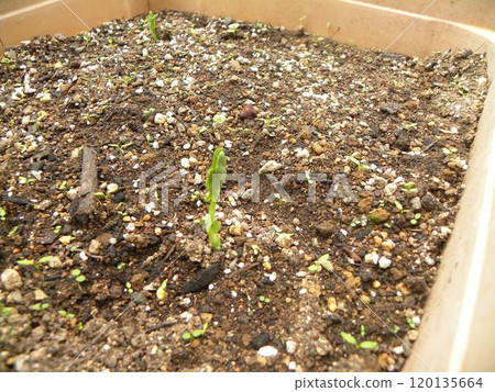 圖坦卡門的豌豆，帶有紫色花蕾 120135664