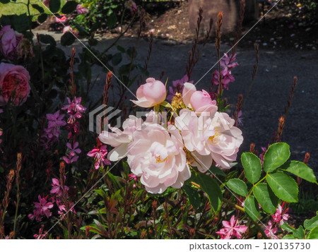 Roses and perennials in the English Rose Garden Roses and perennials in the English Rose Garden 120135730