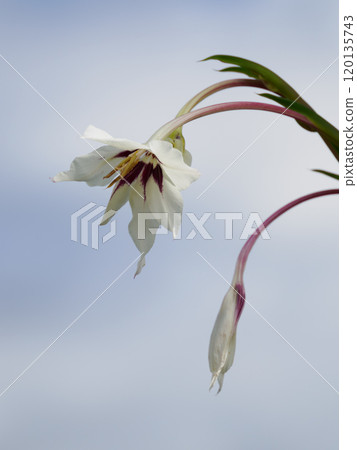 Sharp beauty of Acidansera 120135743