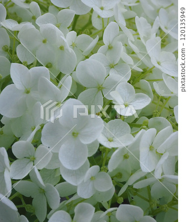 繡球花白色 繡球花白色 120135949