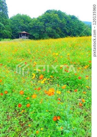 Cosmos in full bloom, Autumn cherry blossoms, Cosmosberg, Omoshiroyama Plateau 120135960