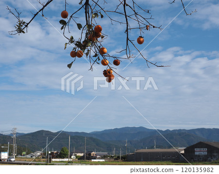 四國山脈和神社的柿子（花鳥平原的秋天'24） 120135982