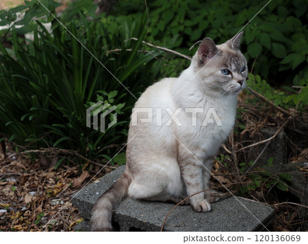 Be well behaved... (A striped cat sitting on a block with a smug expression) Be well behaved... (A striped cat sitting on a block with a smug expression) 120136069