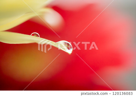 非洲菊花瓣上的水滴 非洲菊花瓣上的水滴 120136083