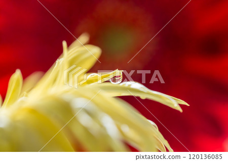 非洲菊花瓣上的水滴 非洲菊花瓣上的水滴 120136085