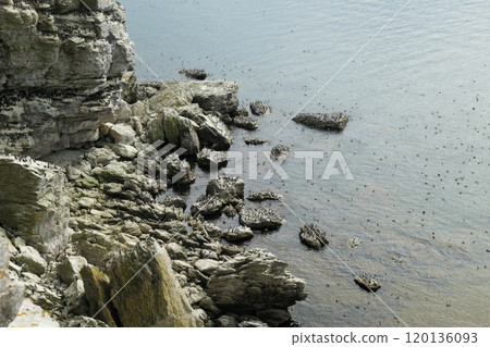 Guillemots (Uria aalge) resting on the cliffs at Stora Karlso, Gotland, Sweden. Guillemots (Uria aalge) resting on the cliffs at Stora Karlso, Gotland, Sweden. 120136093