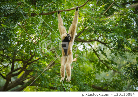 pileated gibbon on tree pileated gibbon on tree 120136094