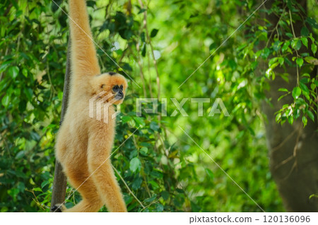 common gibbon or white-handed gibbon on tree common gibbon or white-handed gibbon on tree 120136096