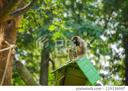 pileated gibbon on tree pileated gibbon on tree 120136097