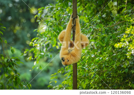 common gibbon or white-handed gibbon on tree common gibbon or white-handed gibbon on tree 120136098