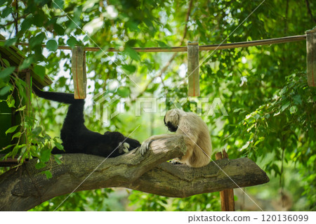 pileated gibbon on tree 120136099