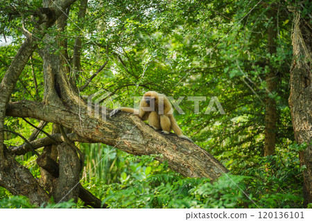 common gibbon or white-handed gibbon on tree 120136101