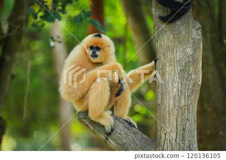 common gibbon or white-handed gibbon on tree 120136105