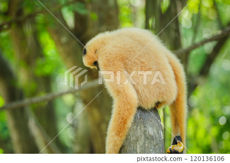 common gibbon or white-handed gibbon on tree common gibbon or white-handed gibbon on tree 120136106