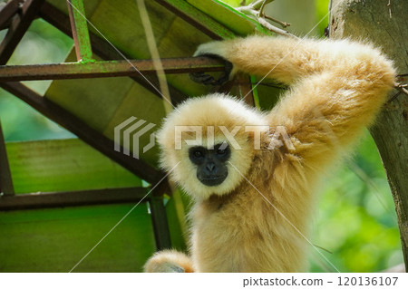 common gibbon or white-handed gibbon on tree common gibbon or white-handed gibbon on tree 120136107