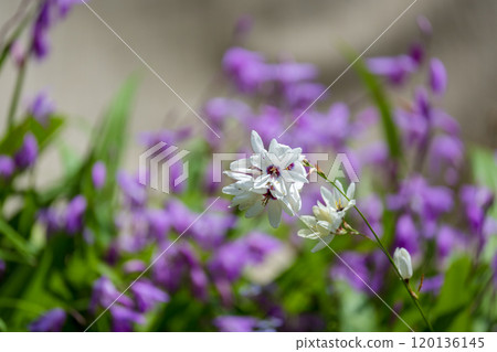 Ixia white flowers 120136145