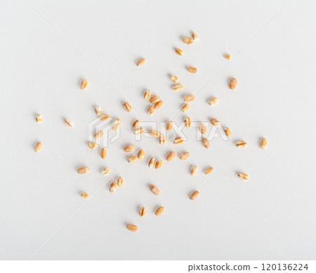 Wheat Grains, Barley Pile, Dry Cereal Seeds, Wheat Grains Heap on White Wheat Grains, Barley Pile, Dry Cereal Seeds, Wheat Grains Heap on White 120136224