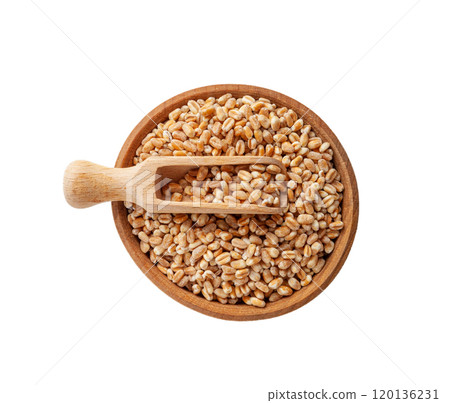 Wheat Grains, Barley Pile, Dry Cereal Seeds, Wheat Grains Heap on White Wheat Grains, Barley Pile, Dry Cereal Seeds, Wheat Grains Heap on White 120136231