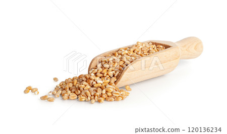 Wheat Grains, Barley Pile, Dry Cereal Seeds, Wheat Grains Heap on White Wheat Grains, Barley Pile, Dry Cereal Seeds, Wheat Grains Heap on White 120136234