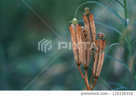生活在花園裡的小怪物 120136358